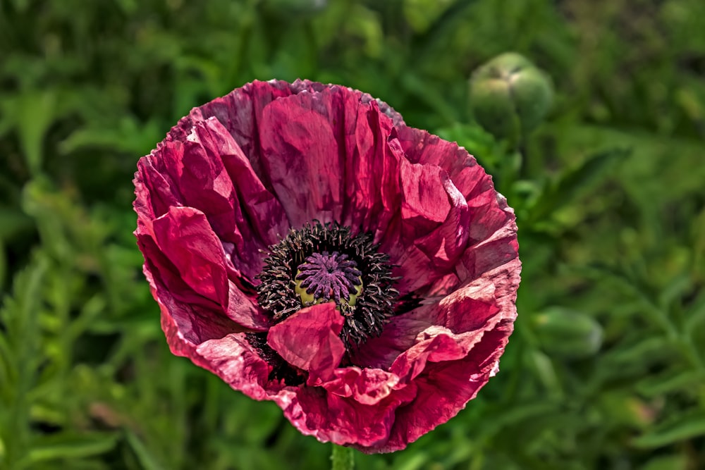 a close up of a red flower in a field