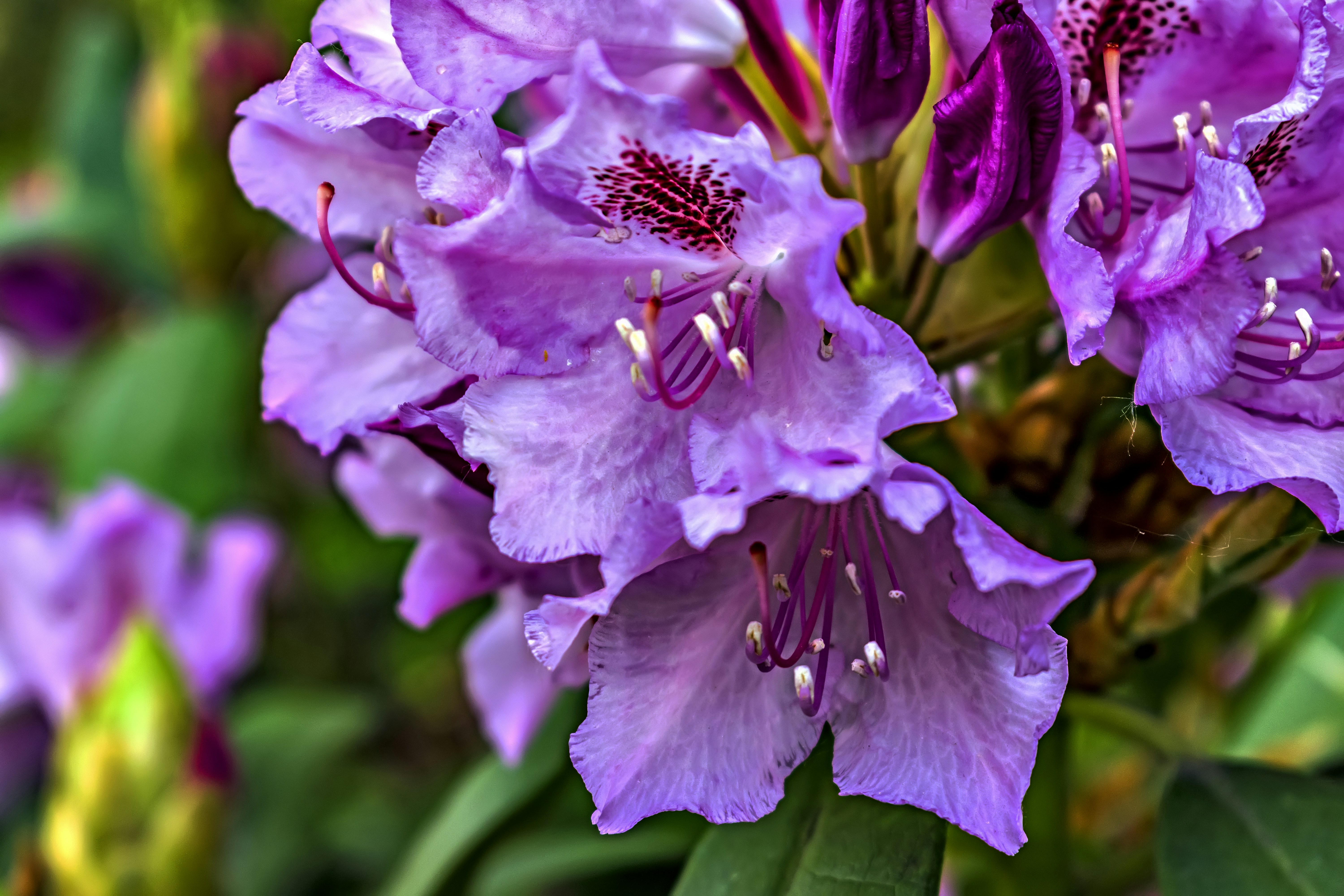 Photo by kostiantynvierkieiev