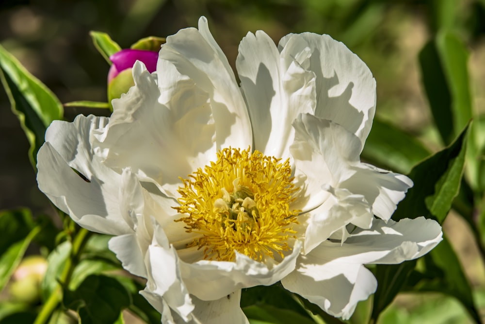 a white flower with a yellow center surrounded by green leaves