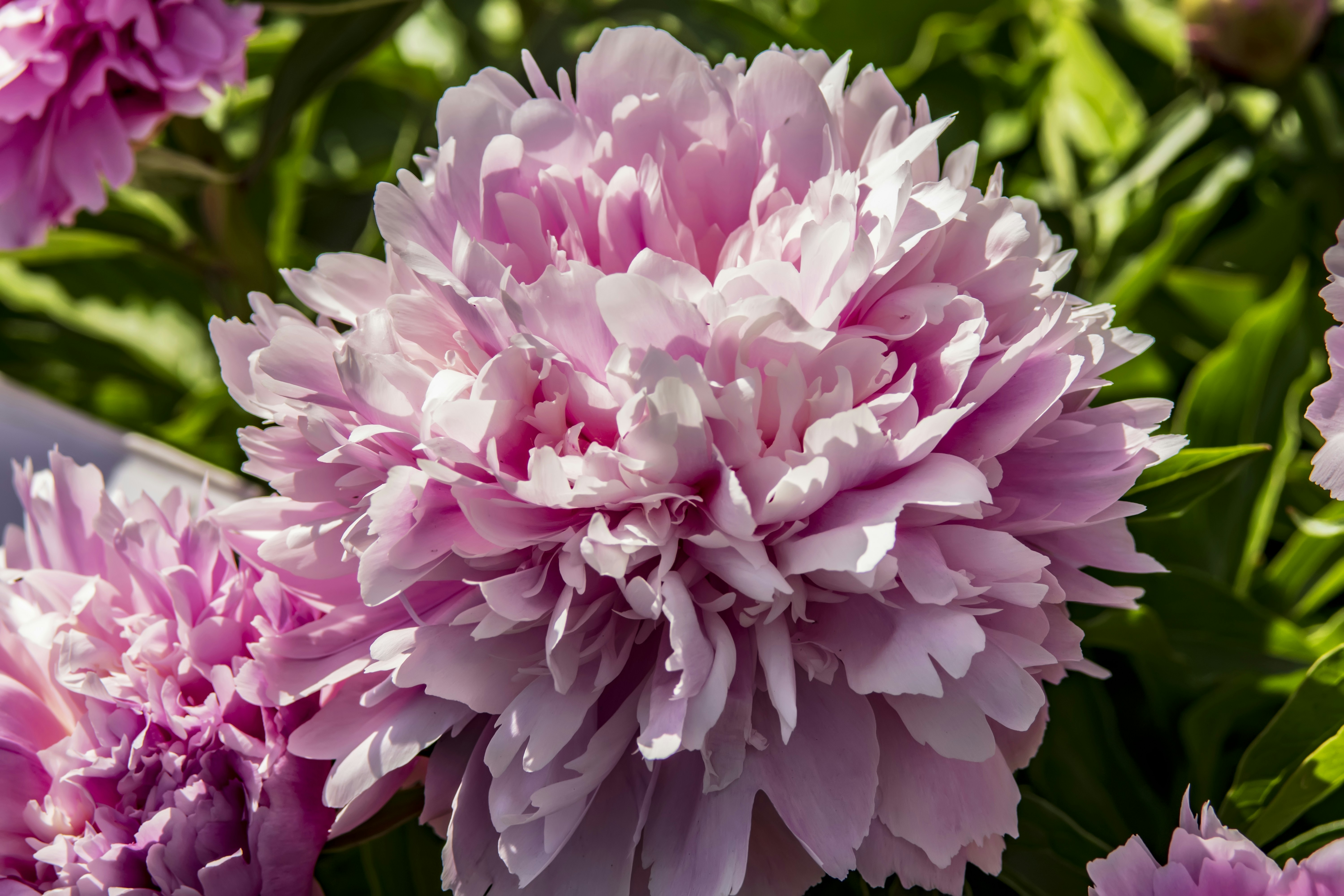 Photo by kostiantynvierkieiev