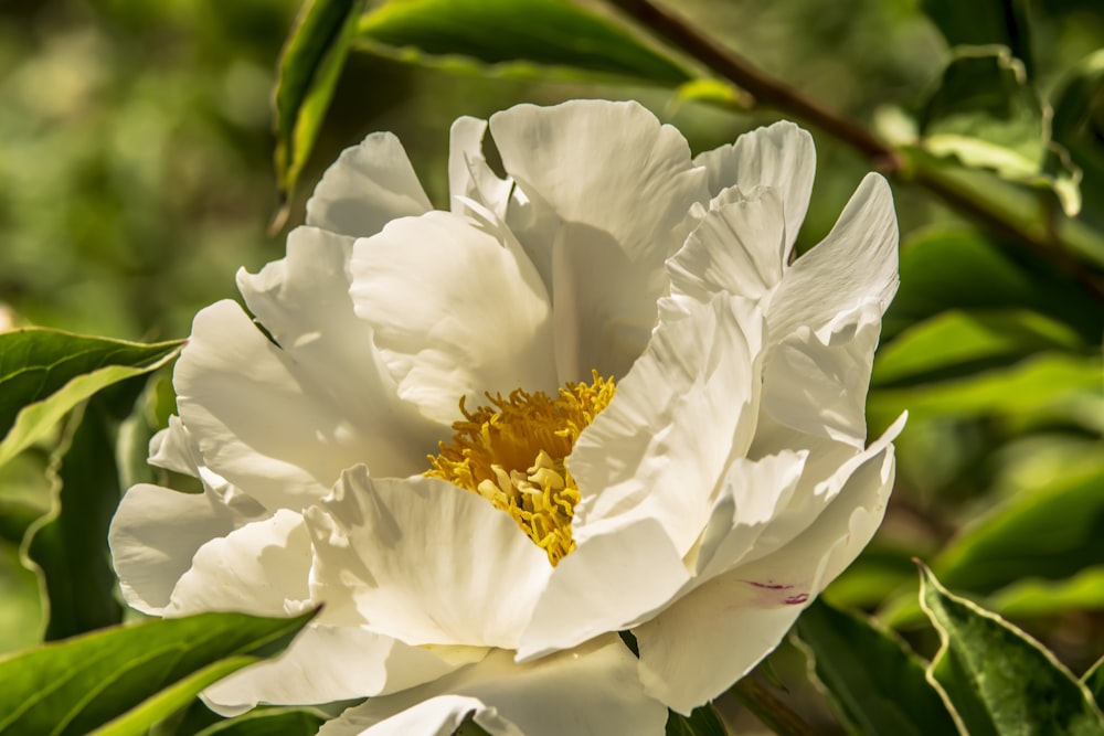 a close up of a white flower with green leaves