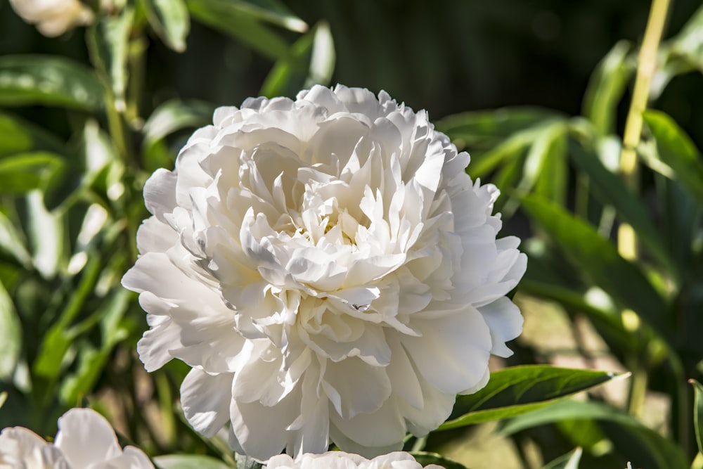 a close up of a white flower in a field