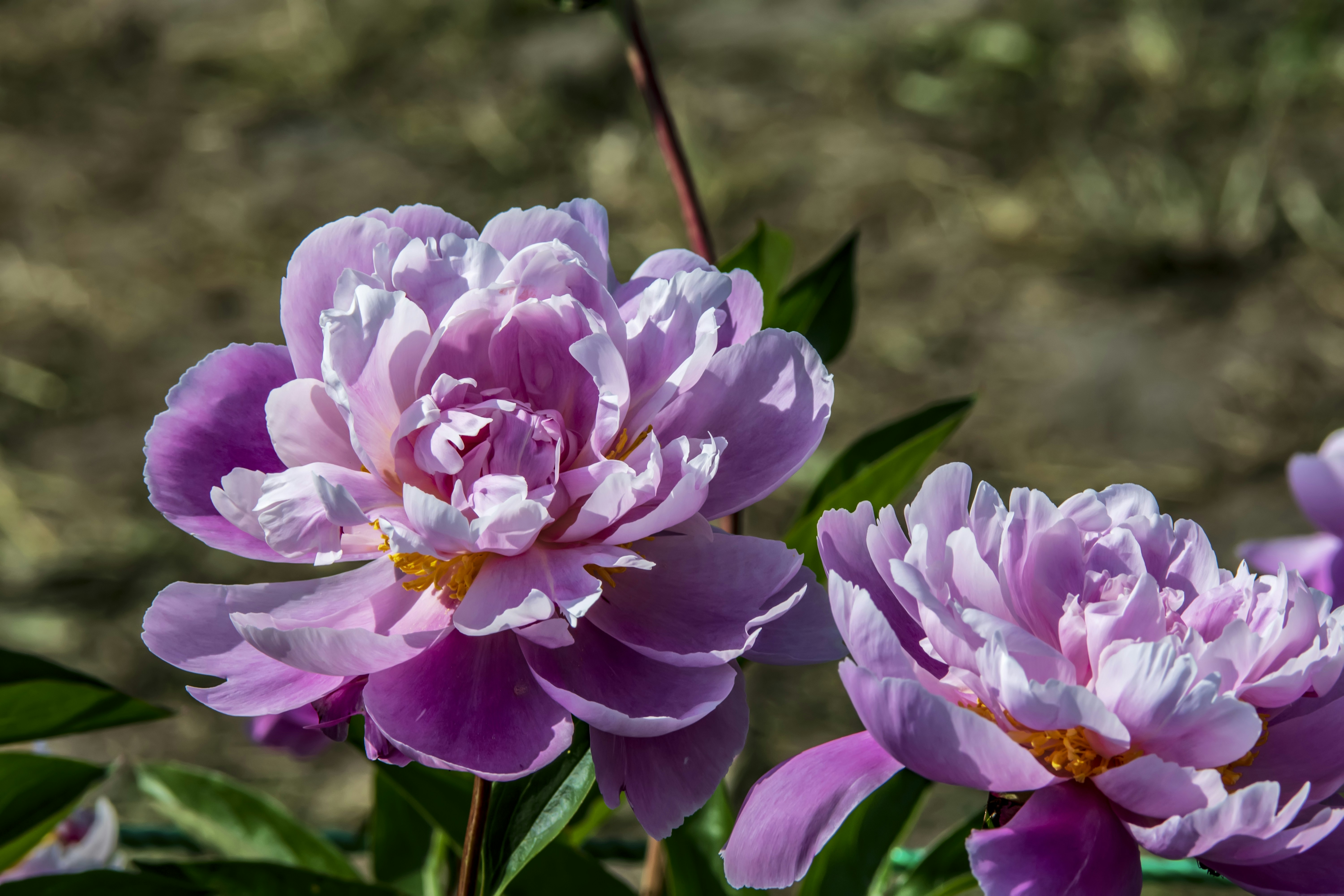 Photo by kostiantynvierkieiev