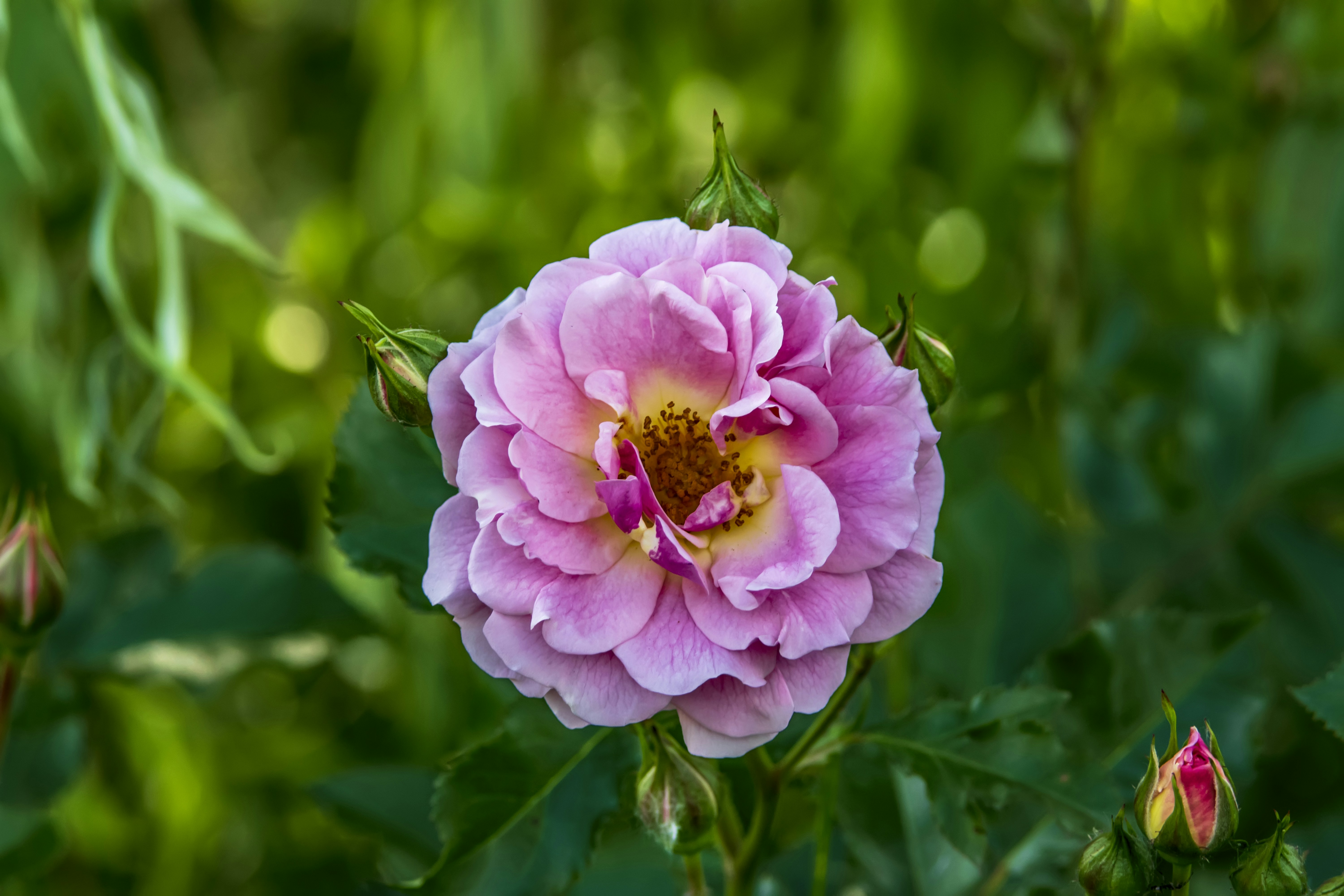 Photo by kostiantynvierkieiev