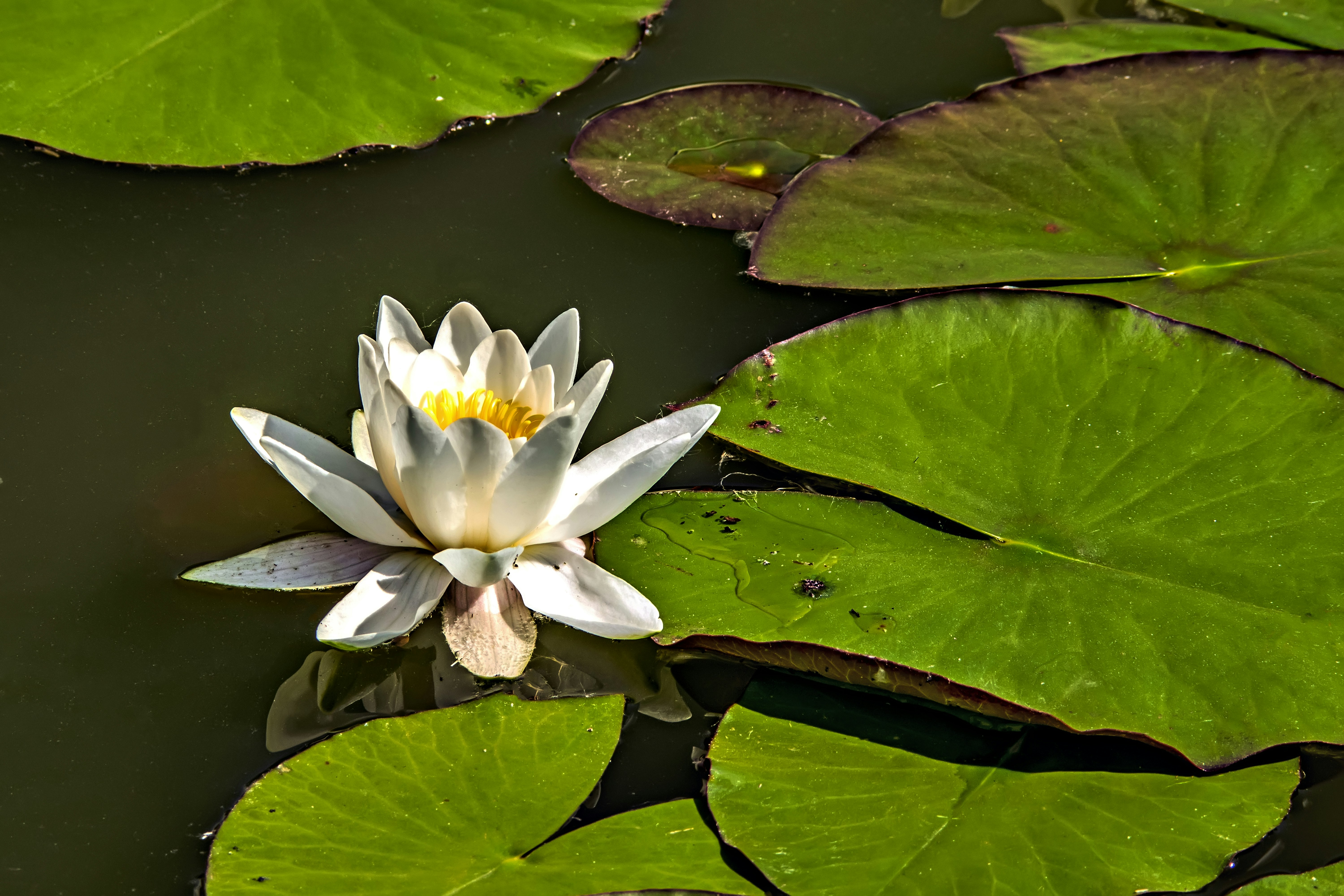 Photo by kostiantynvierkieiev