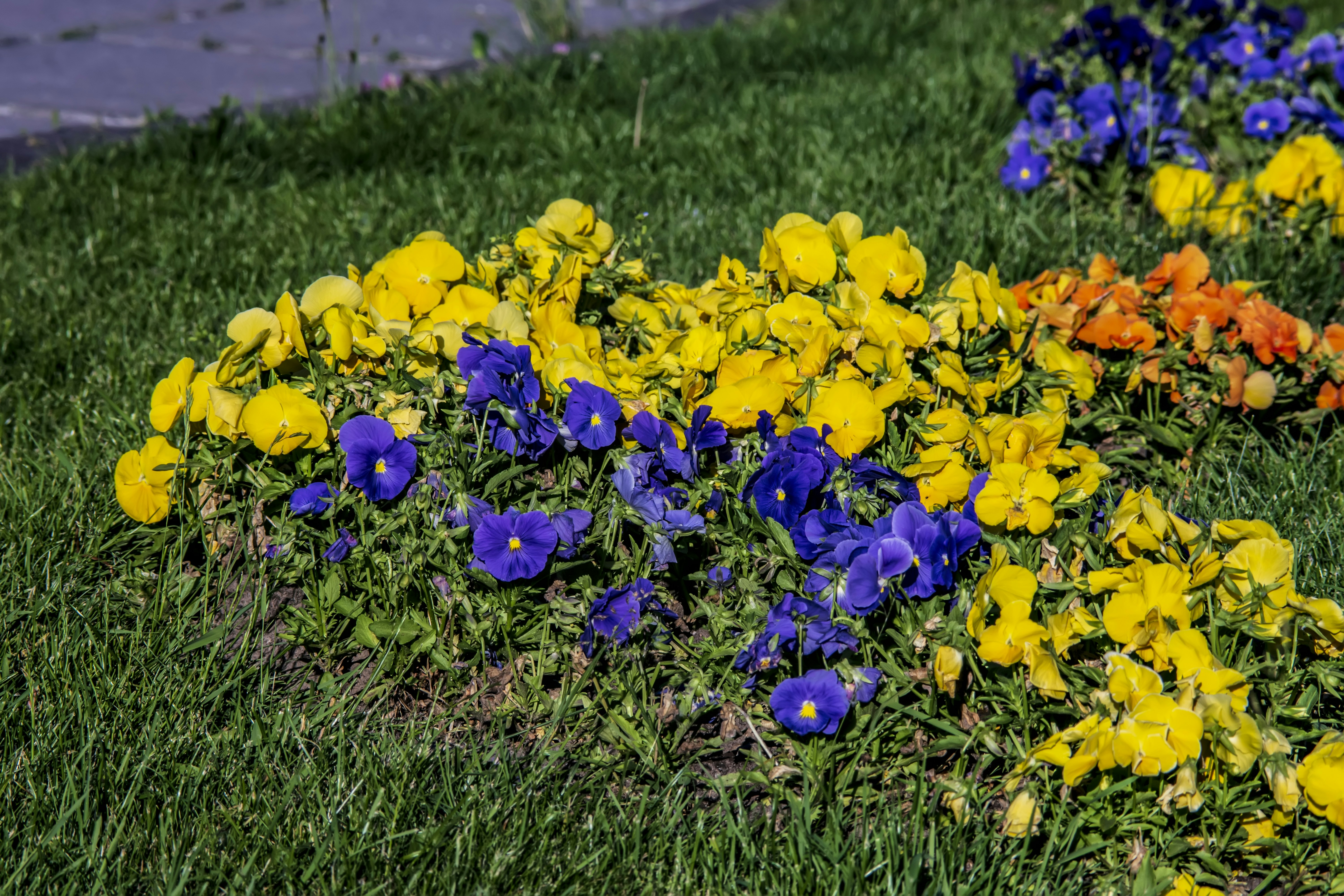 a bunch of flowers that are in the grass