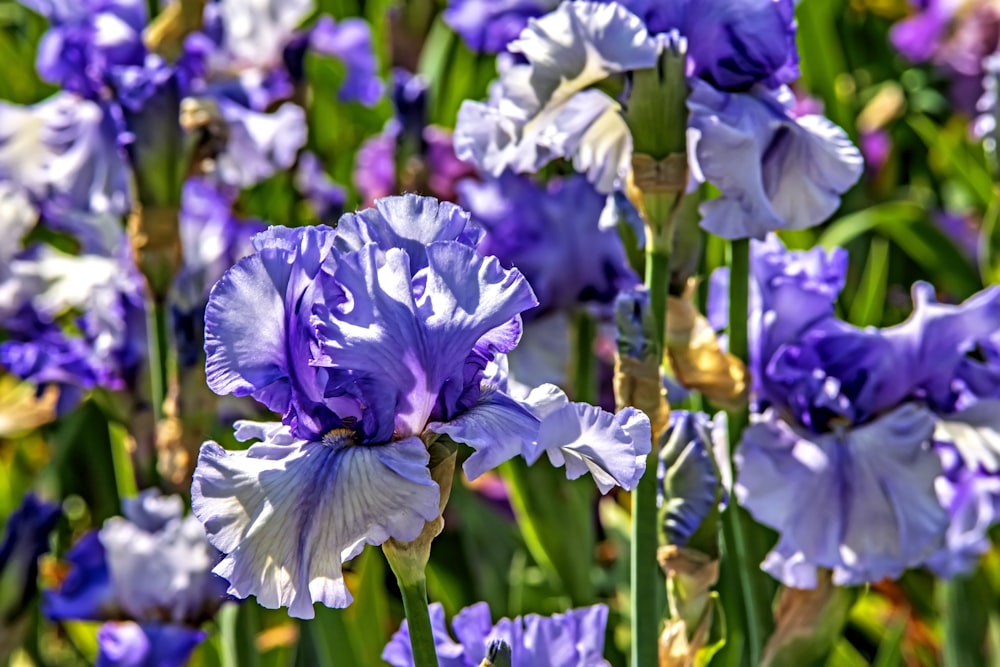 a field full of purple and white flowers