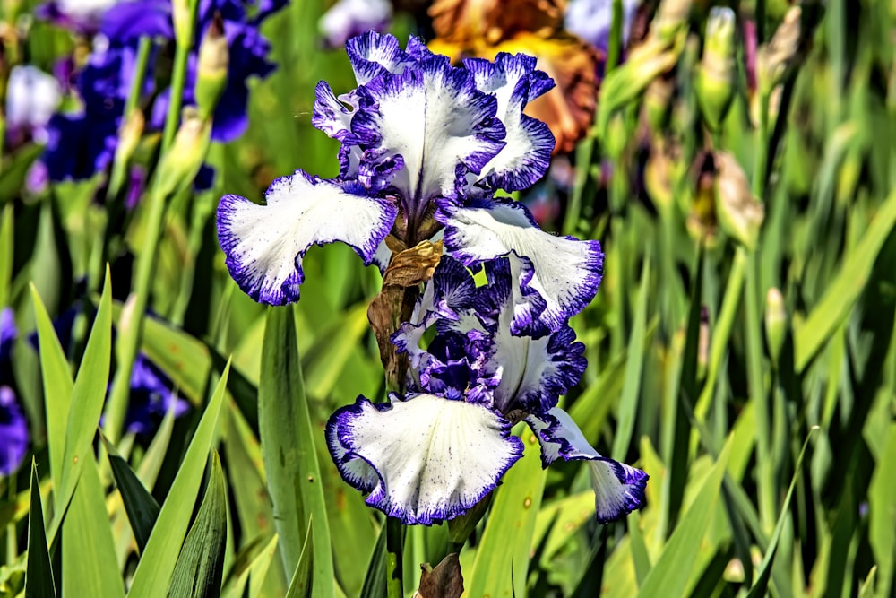 a close up of a purple and white flower