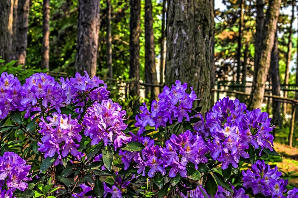a group of purple flowers in a forest