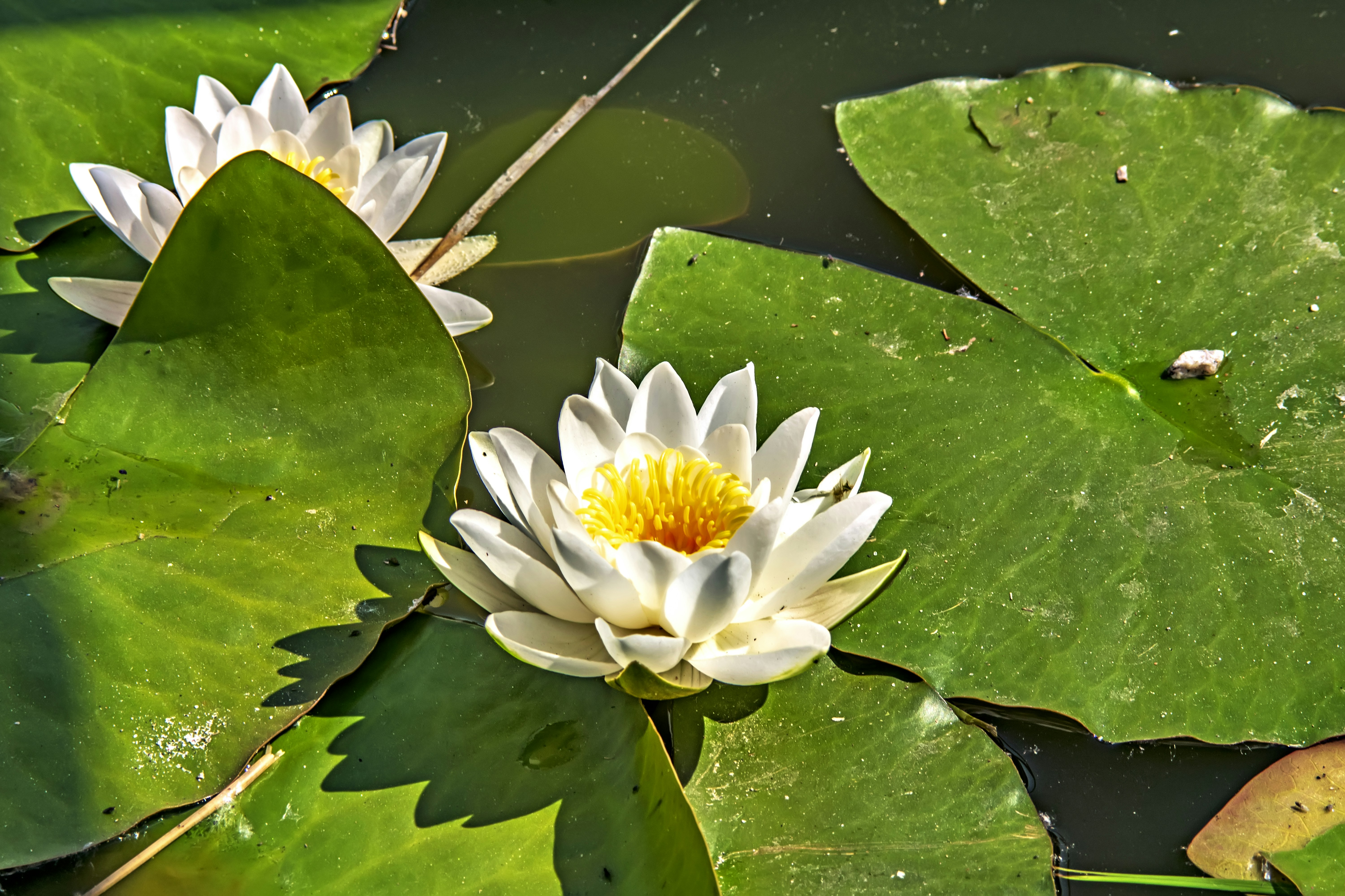 Photo by kostiantynvierkieiev