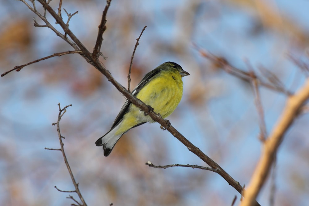 a small yellow bird perched on top of a tree branch