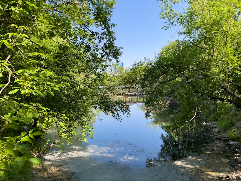 a river running through a lush green forest