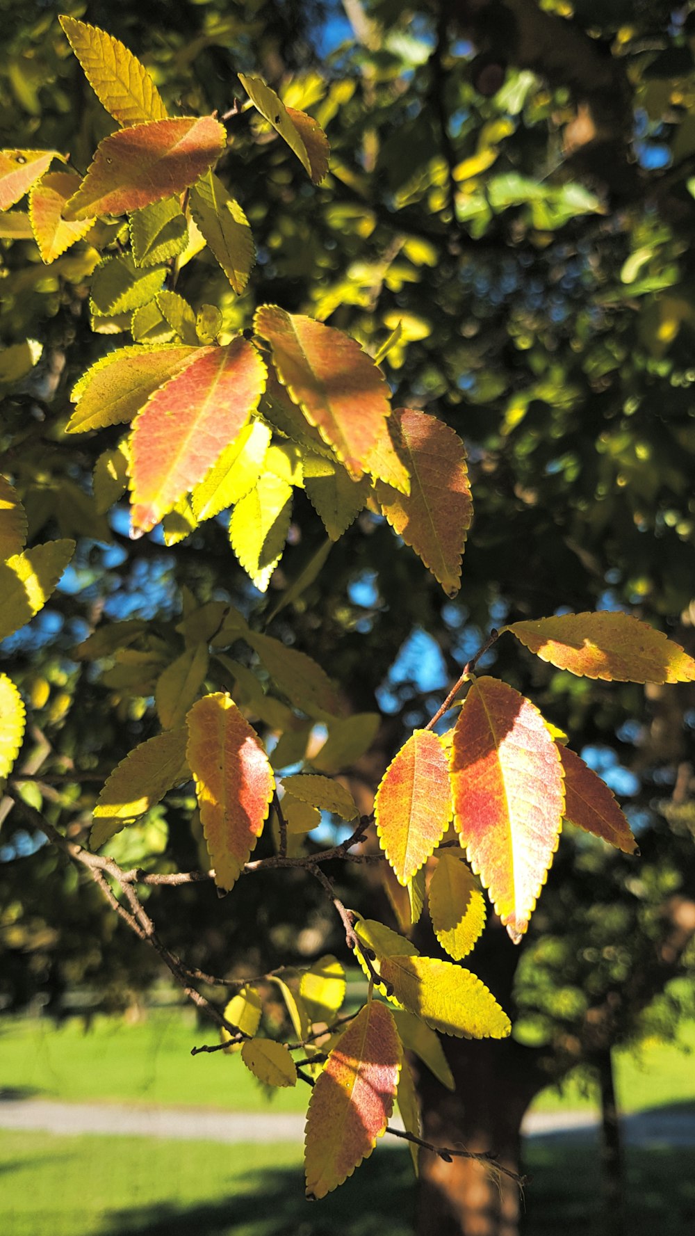 a tree with yellow and red leaves in a park