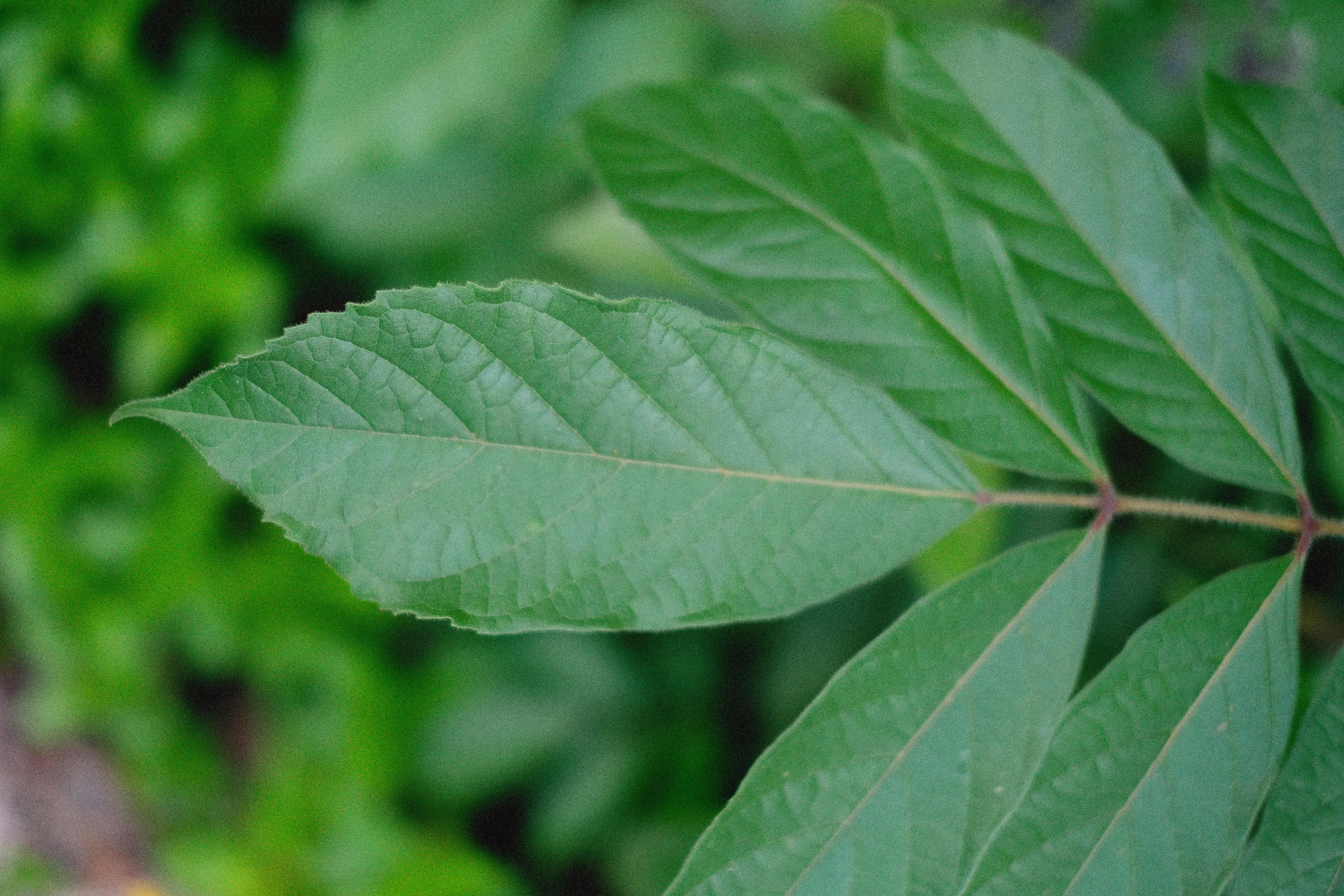 Photo by alexeydemidov