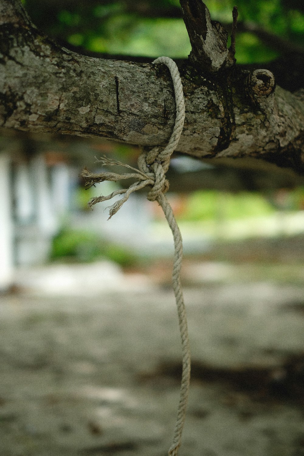 A rope tied to a tree branch with a house in the background photo – Free  Tree Image on Unsplash