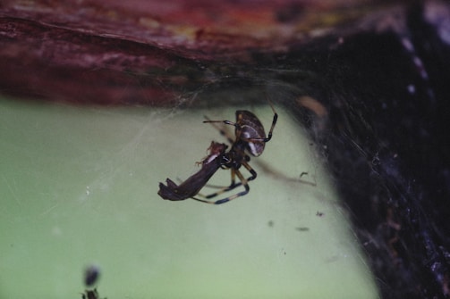 Specialist inspecting a spider web in a warehouse corner.