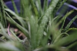 A close-up view of an aloe vera plant with its long, spiky, and fleshy green leaves prominently displayed. The leaves have a textured surface with small white specks scattered throughout. The plant is in a dark pot, and the focus is on the foliage, creating a lush, natural appearance.