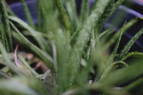 A close-up view of an aloe vera plant with its long, spiky, and fleshy green leaves prominently displayed. The leaves have a textured surface with small white specks scattered throughout. The plant is in a dark pot, and the focus is on the foliage, creating a lush, natural appearance.