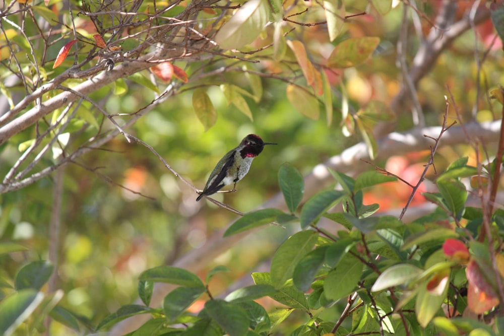 un piccolo uccello appollaiato su un ramo di un albero
