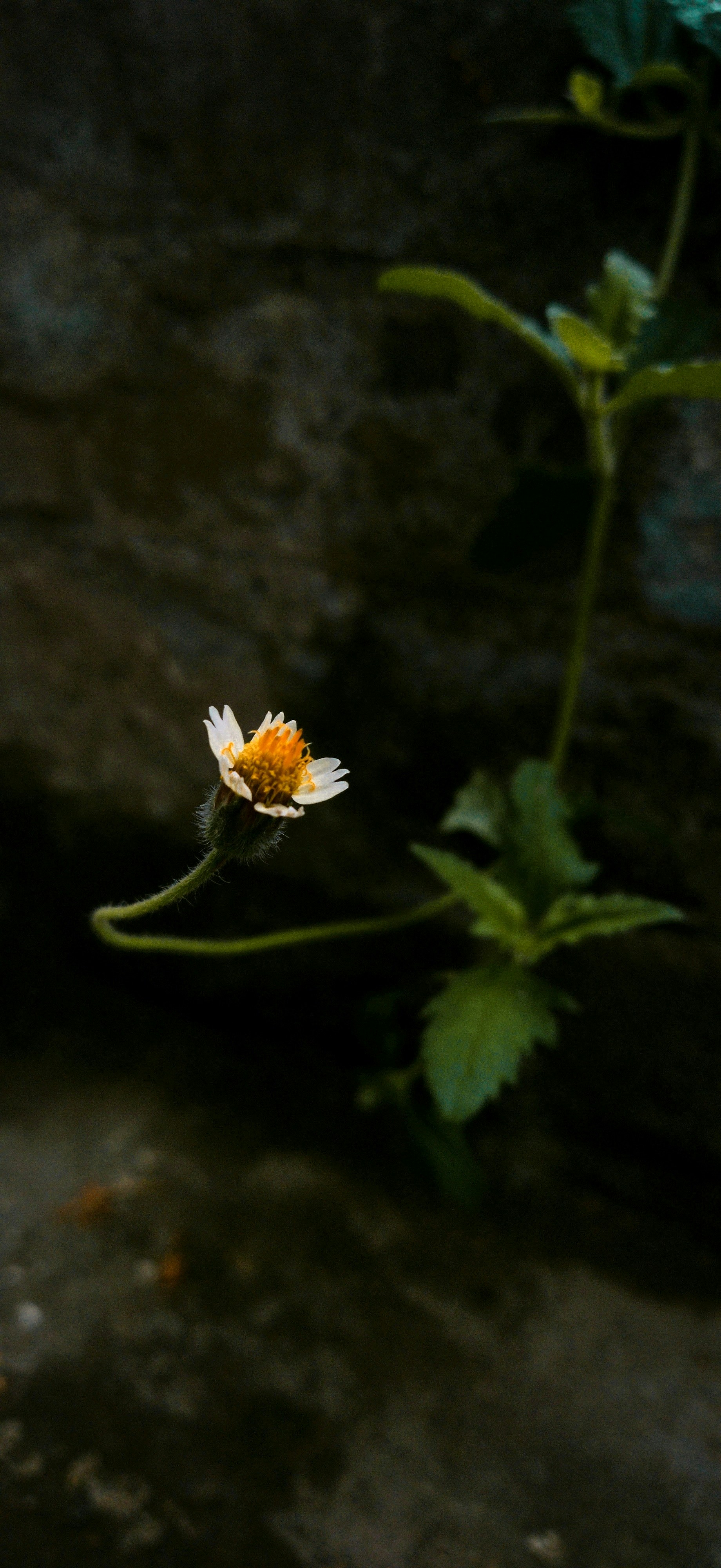 Photo by dharmesh682000