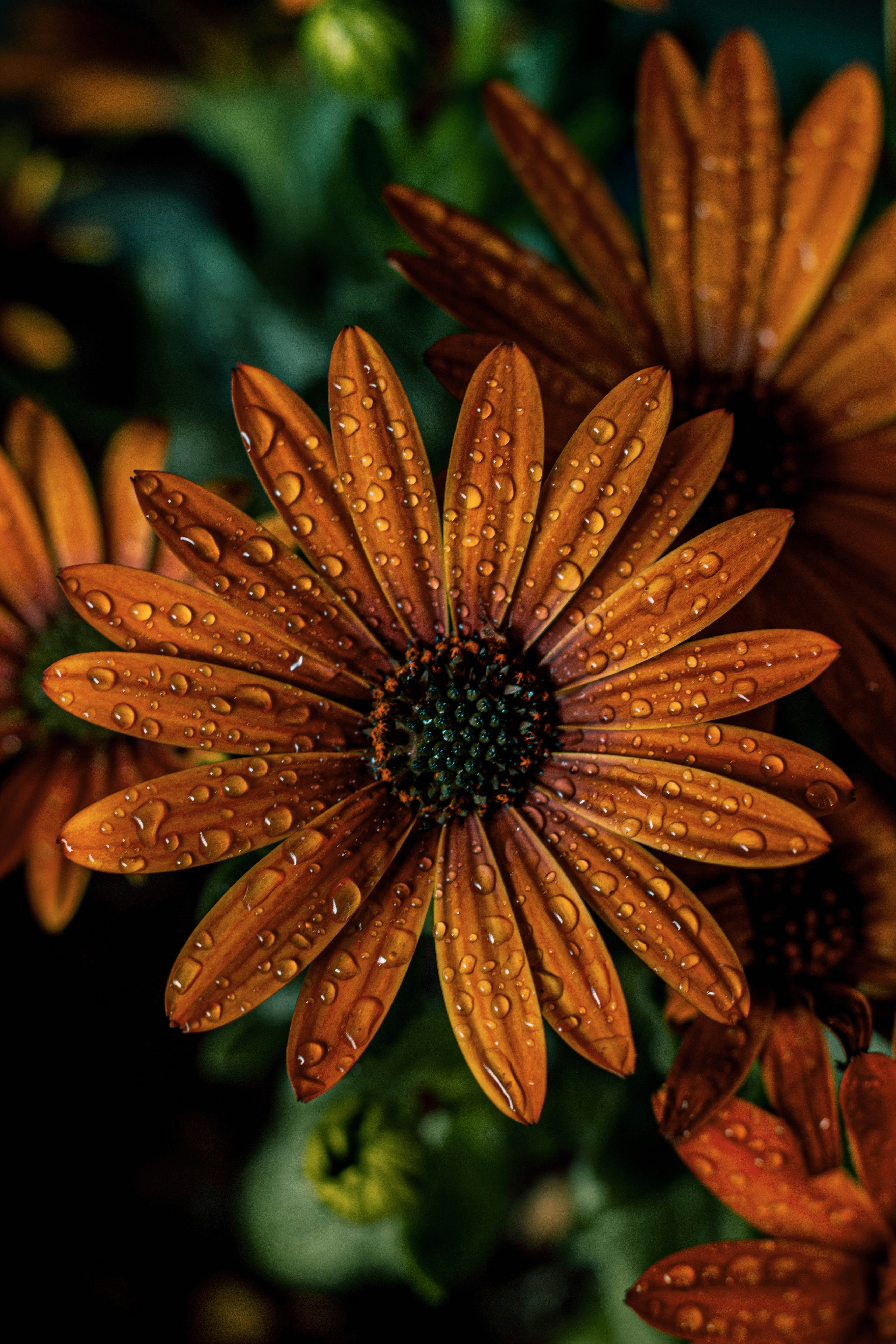 un gros plan d’une fleur avec des gouttelettes d’eau dessus