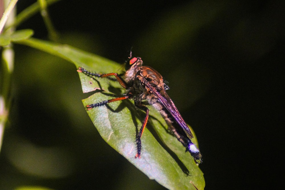 a close up of a bug on a leaf