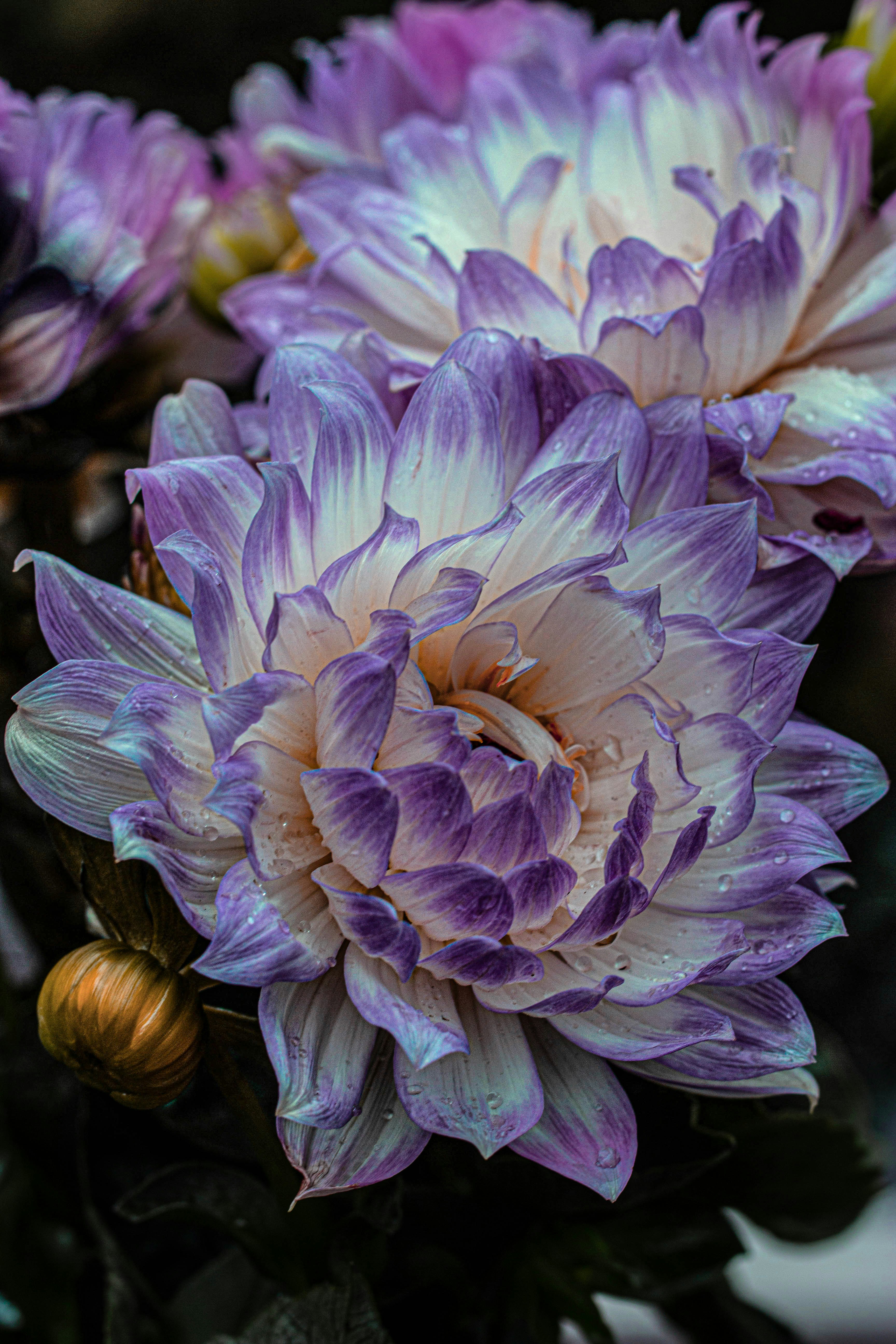 un bouquet de fleurs violettes et blanches dans un vase
