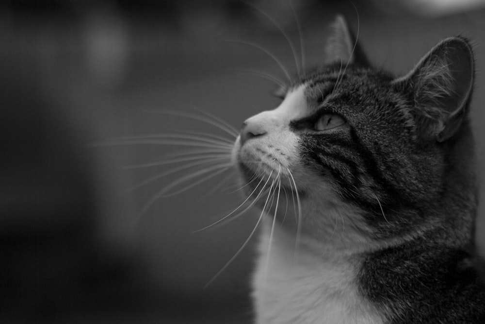 a black and white photo of a cat looking up