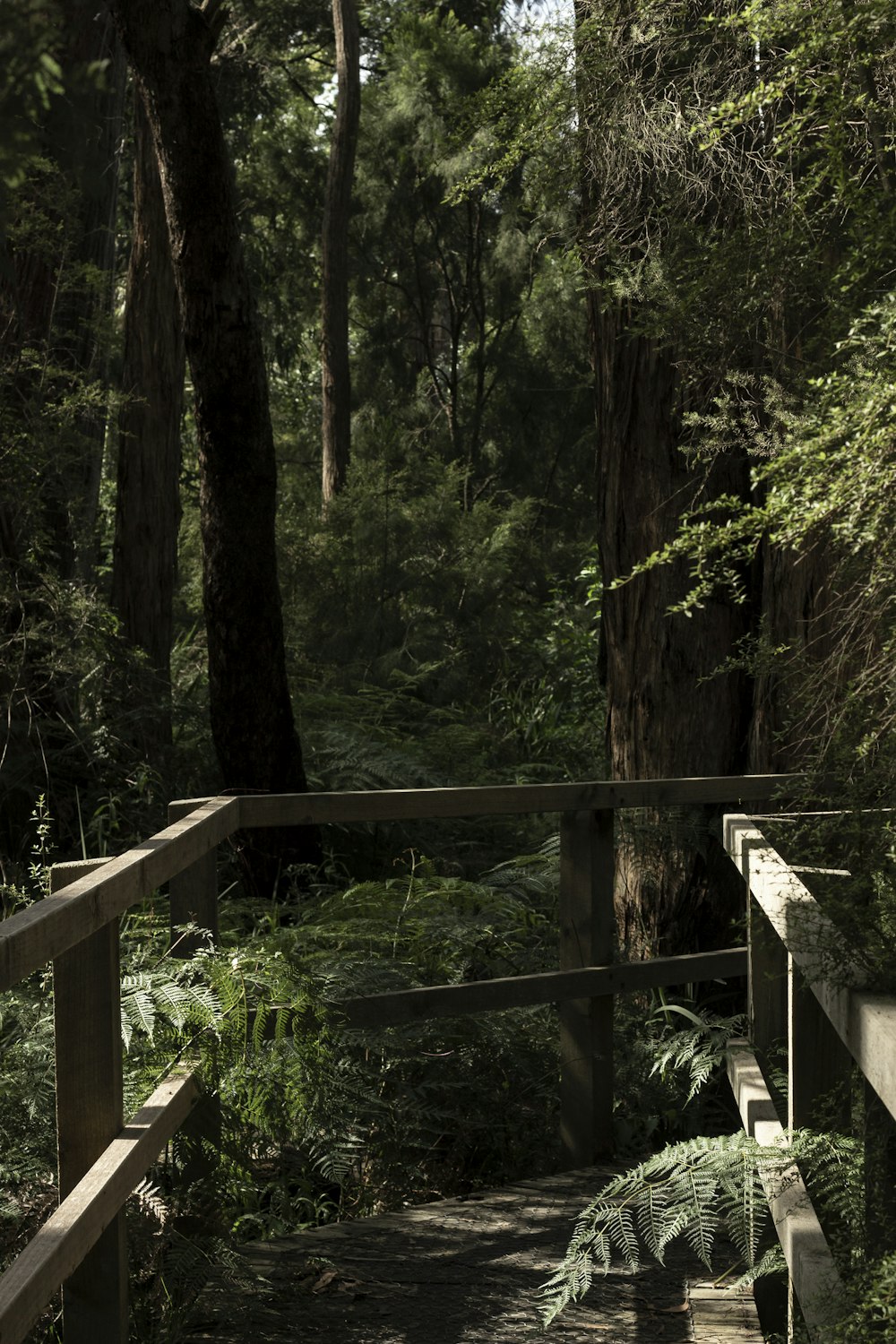 a wooden walkway in the middle of a forest