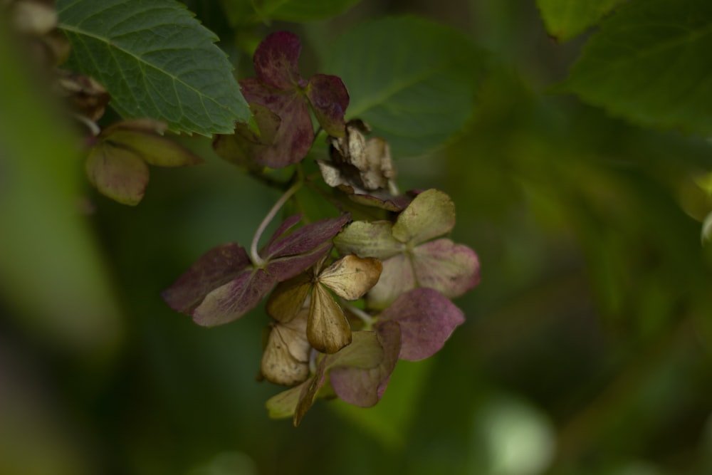 a close up of a bunch of flowers on a tree