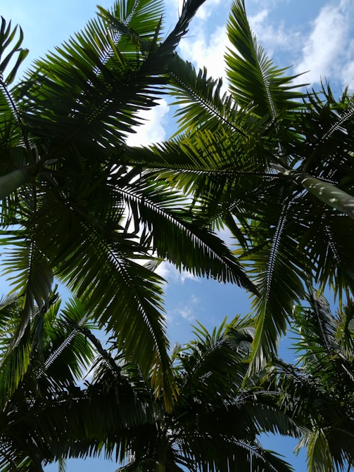 a bird is perched on a palm tree