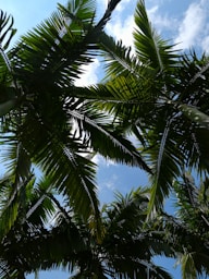 a bird is perched on a palm tree