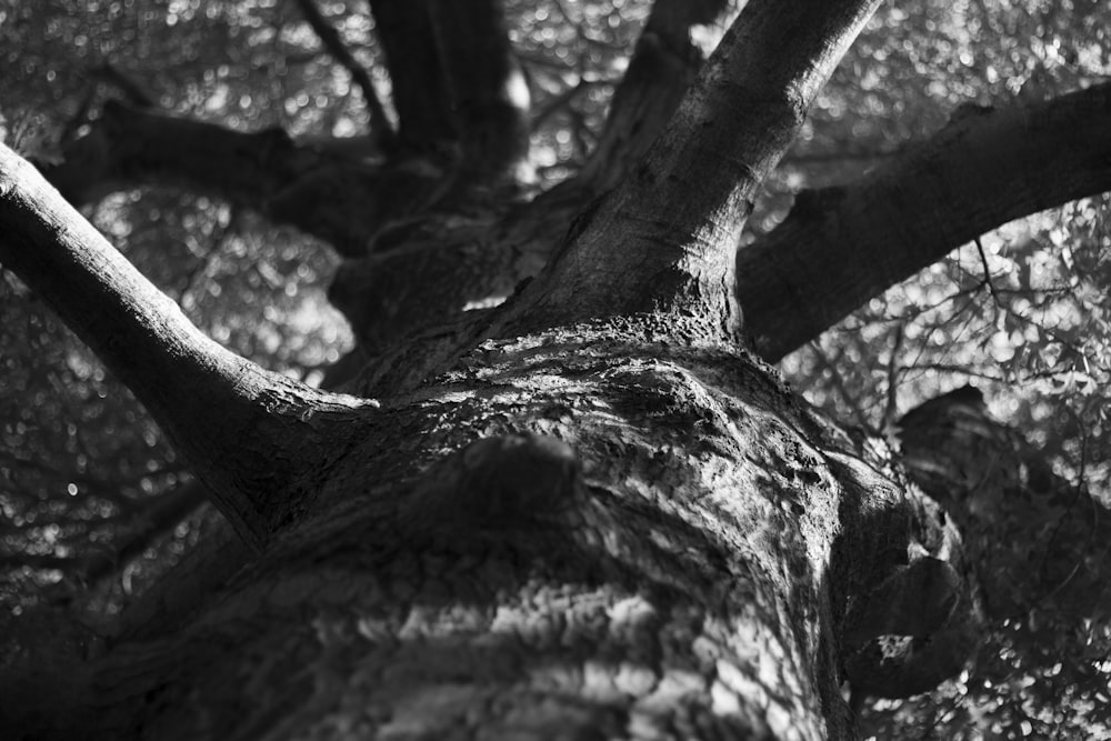 a black and white photo of a large tree