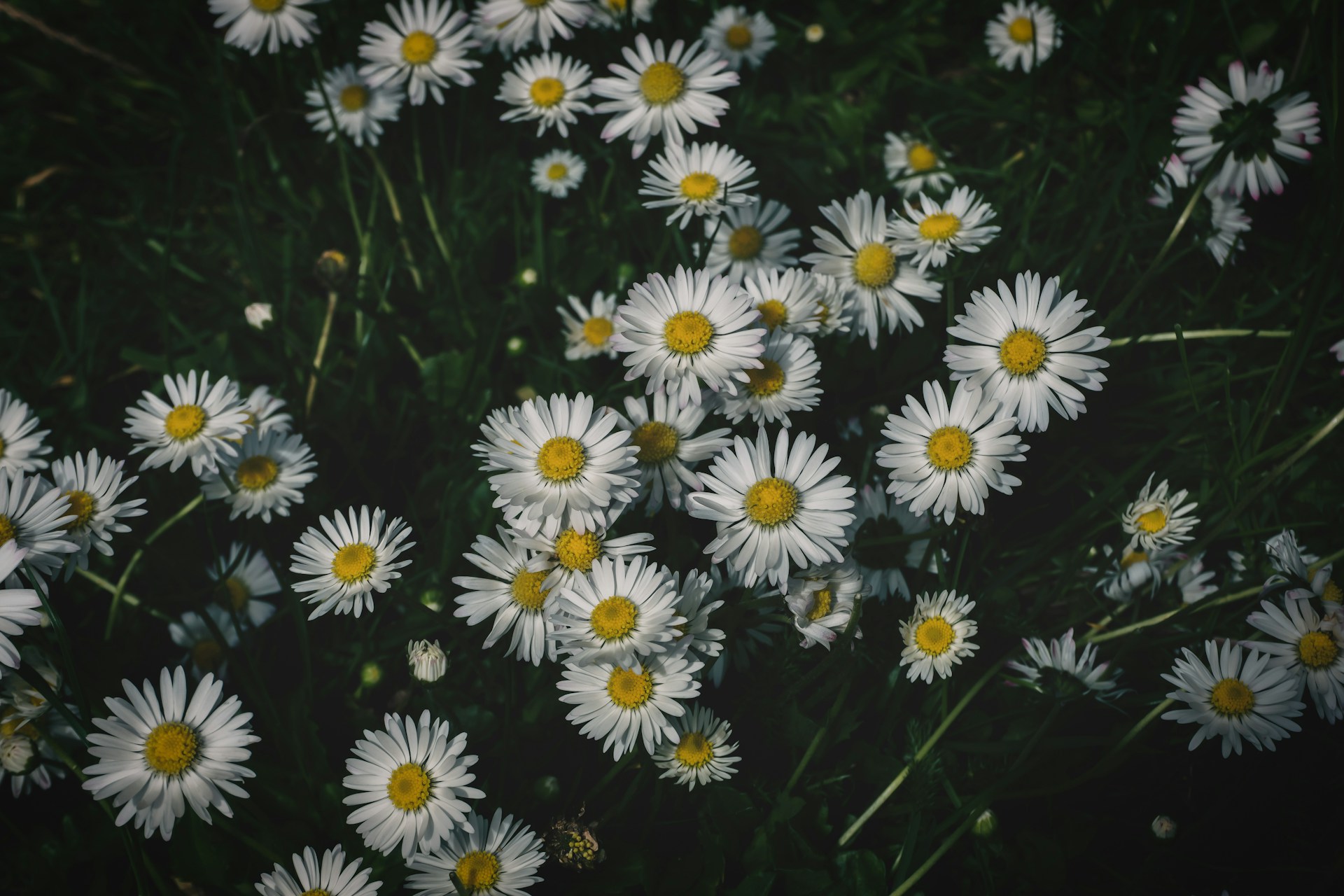 a bunch of white daisies in a field