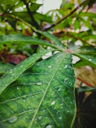 a green leaf with drops of water on it
