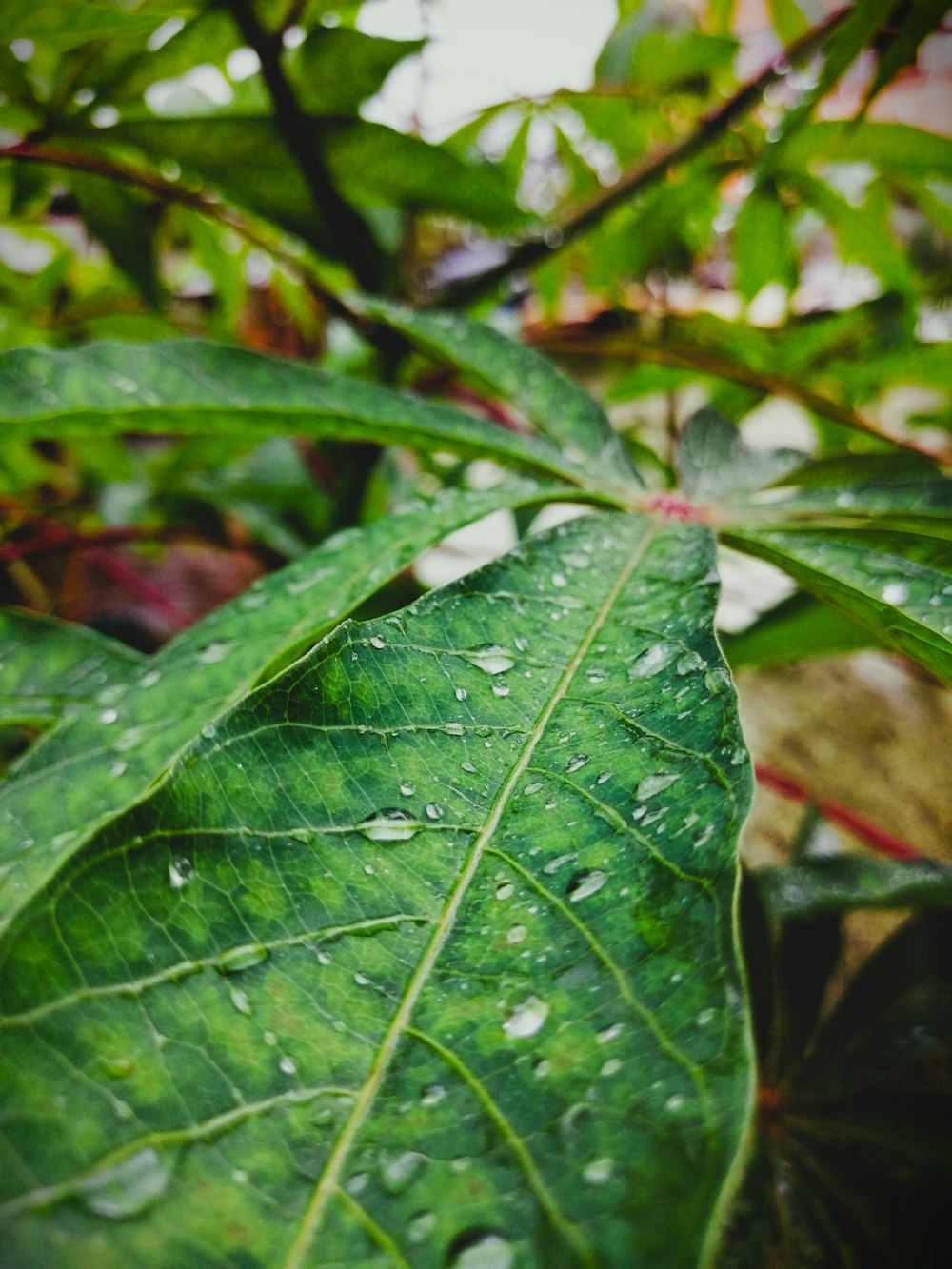 a green leaf with drops of water on it