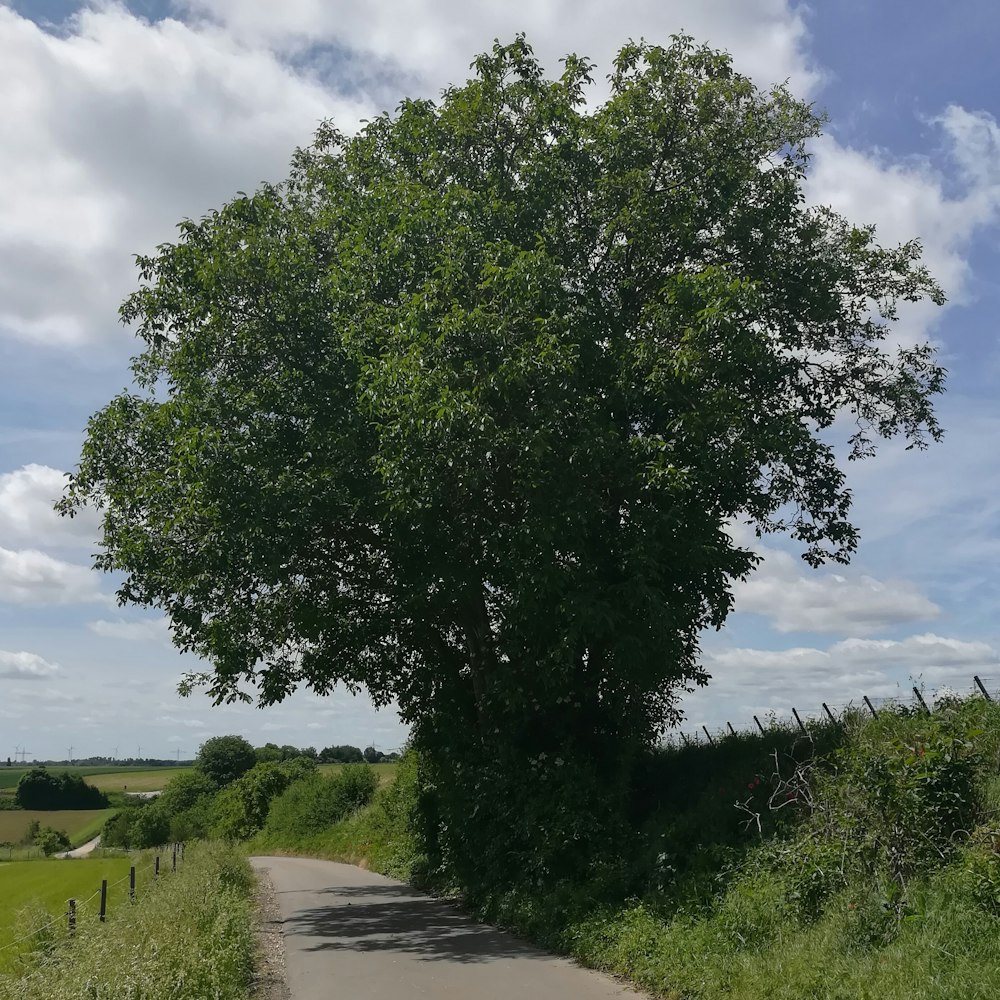 a large tree on the side of a road