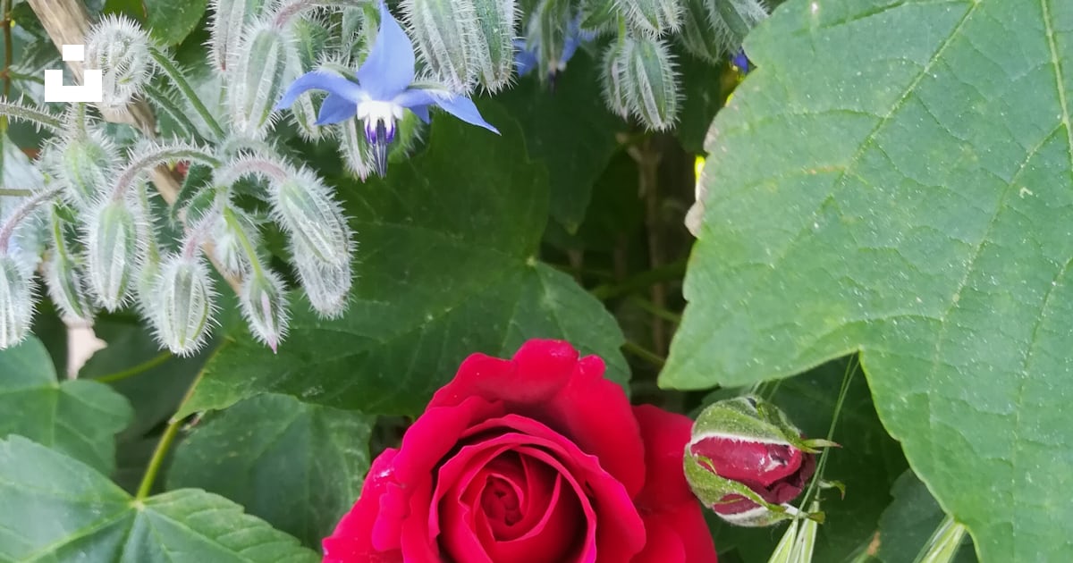A red rose surrounded by green leaves and blue flowers photo Free 76863 herxheim bei landau A red rose surrounded by green leaves and blue flowers photo Free 76863 herxheim bei landau