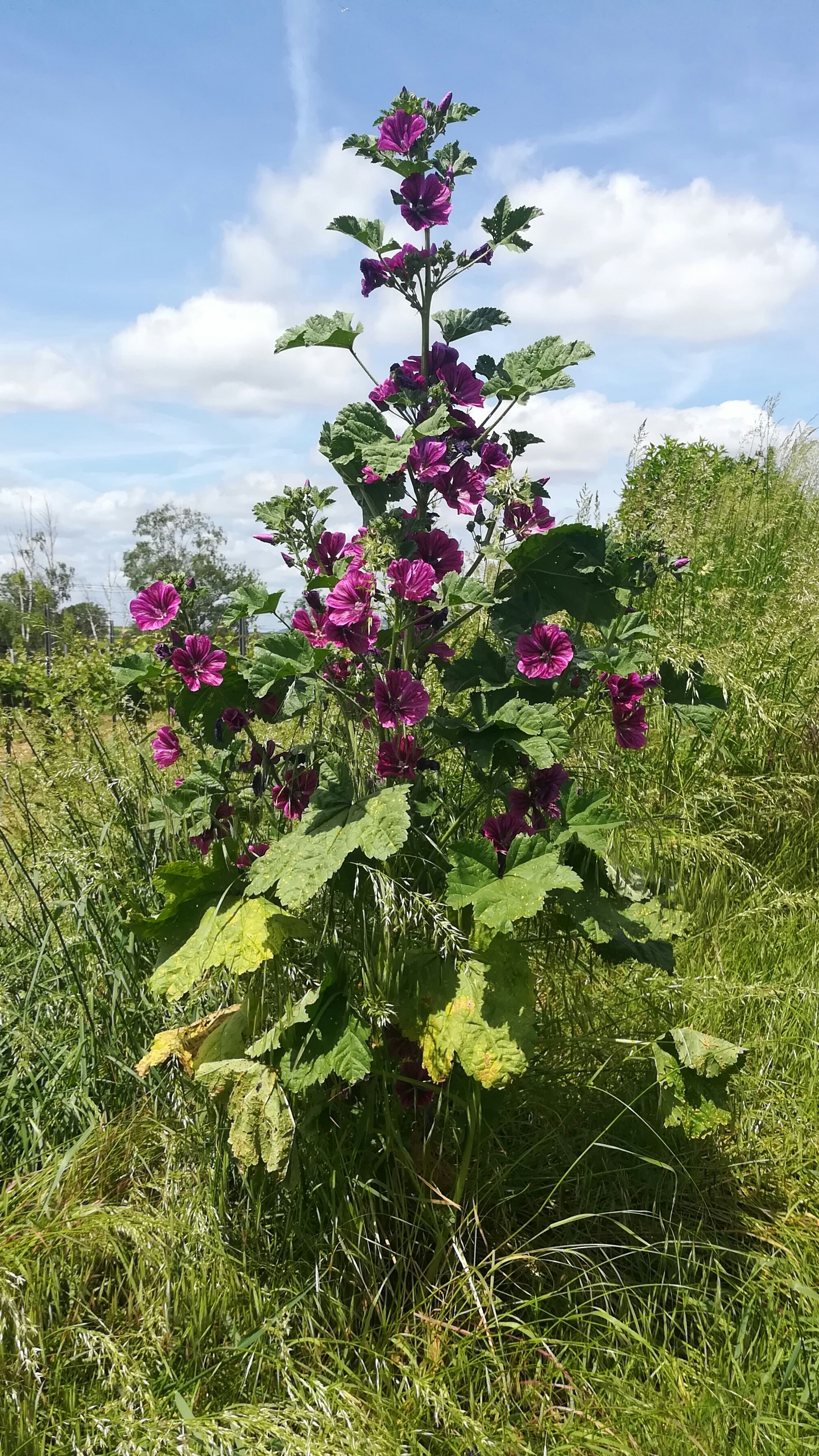 a tall plant with purple flowers in a field