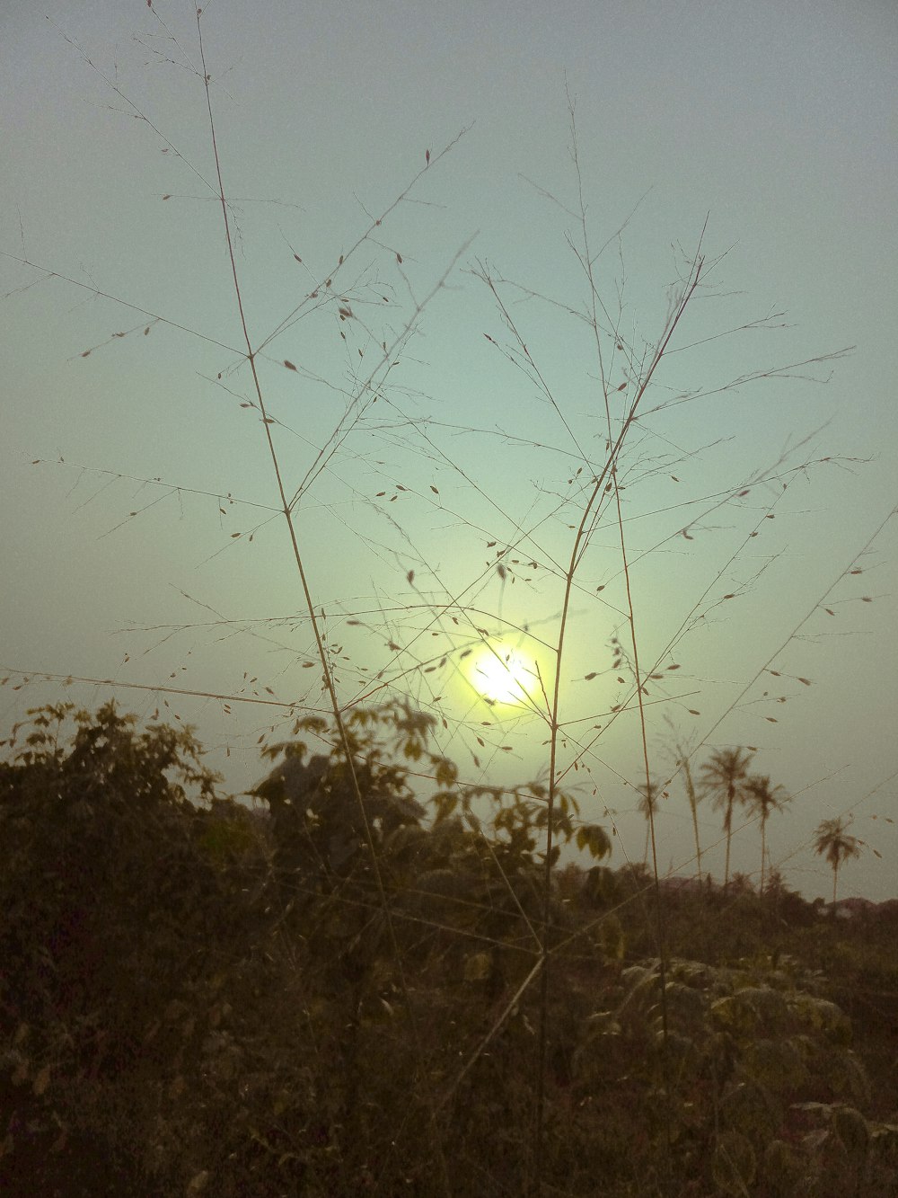 the sun is setting over a field of trees