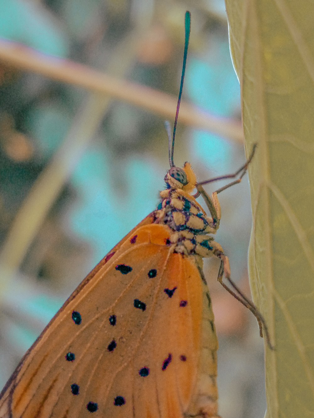 a close up of a butterfly on a leaf