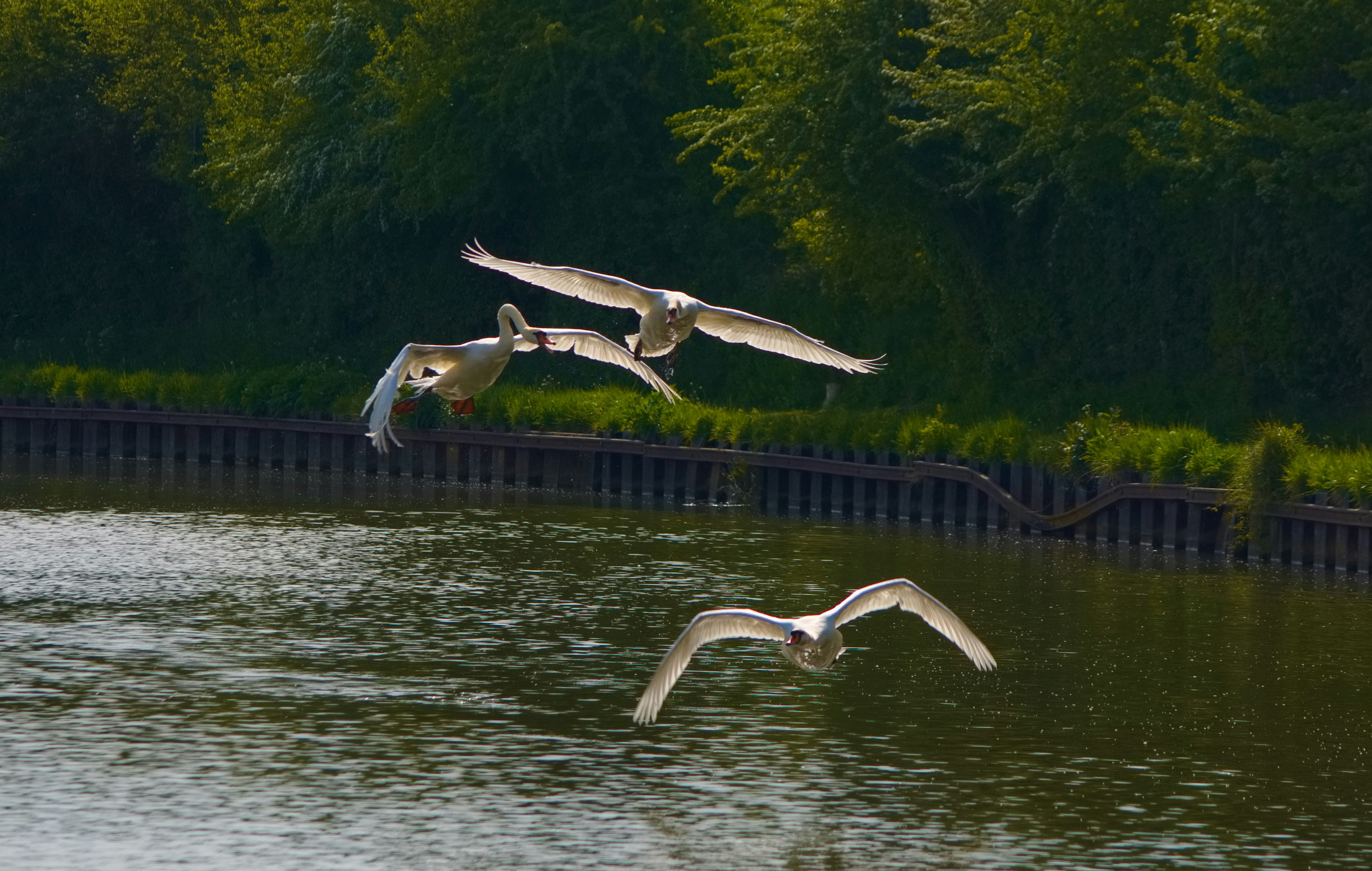 Ein Vogelschwarm fliegt über ein Gewässer