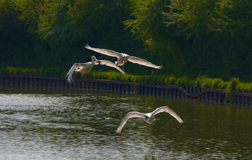 a flock of birds flying over a body of water