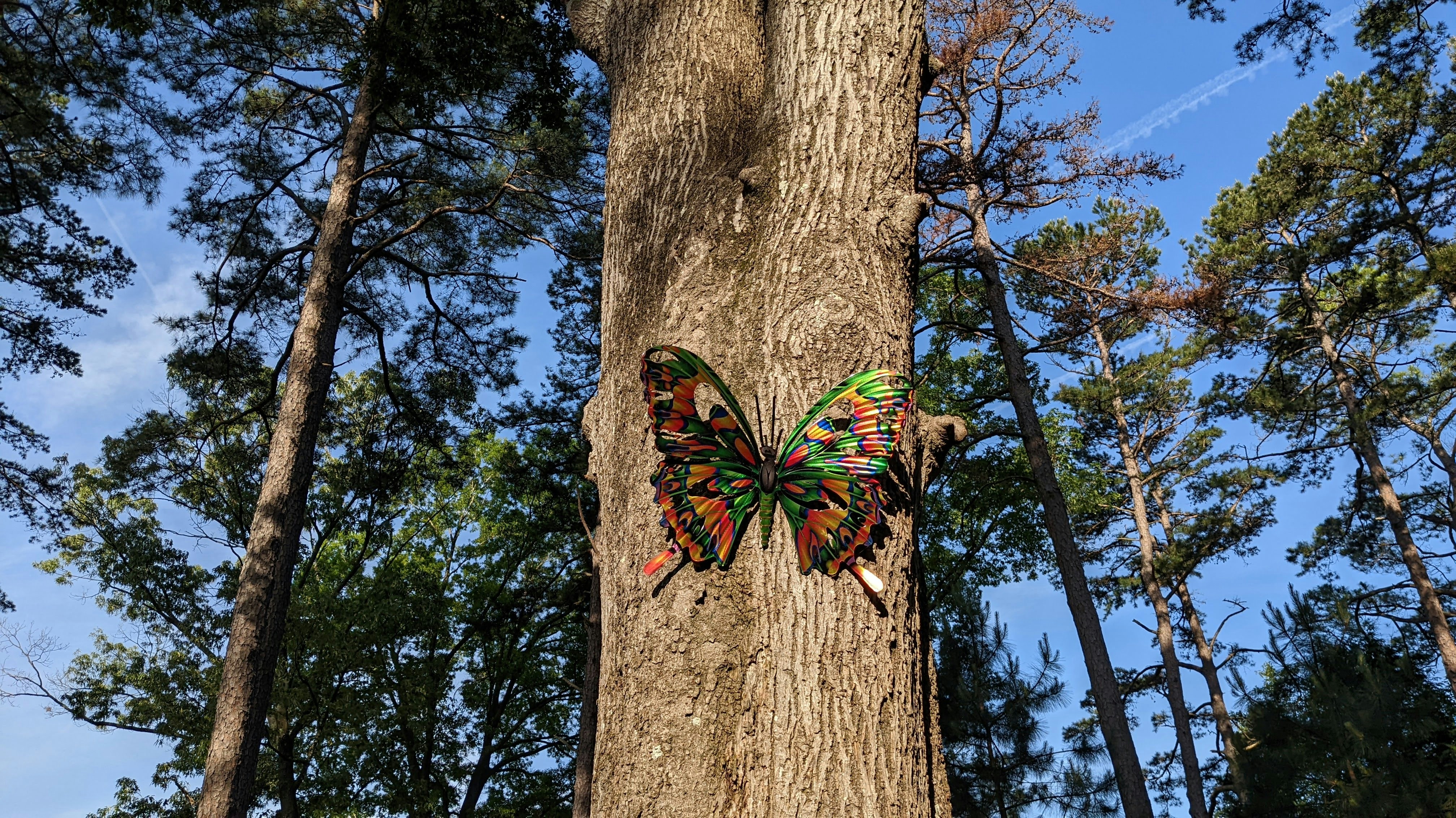 a colorful butterfly sitting on the side of a tree