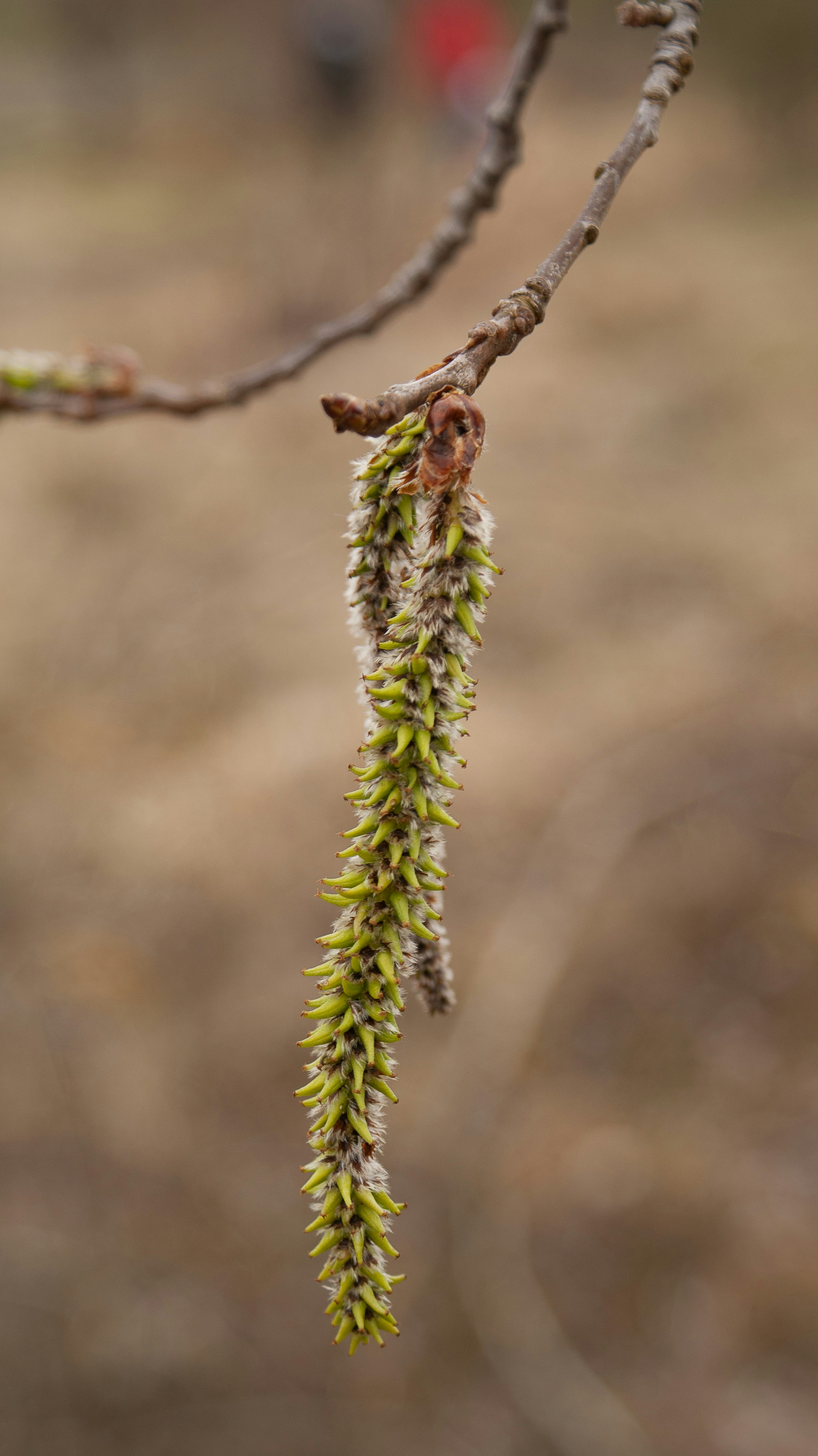 Photo by daviddogaru