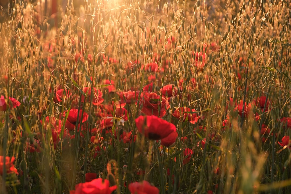 a field of red flowers with the sun in the background