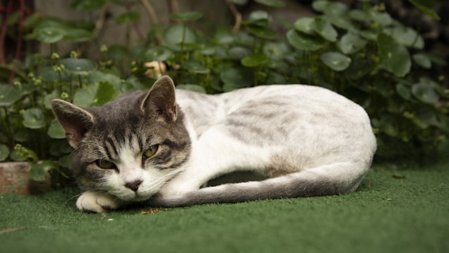 A grey and white cat is lying on a patch of green artificial grass, surrounded by lush green foliage. The cat looks relaxed and appears to be resting, with its head lowered and eyes partially closed. The background is filled with round leaves that create a natural and serene setting.