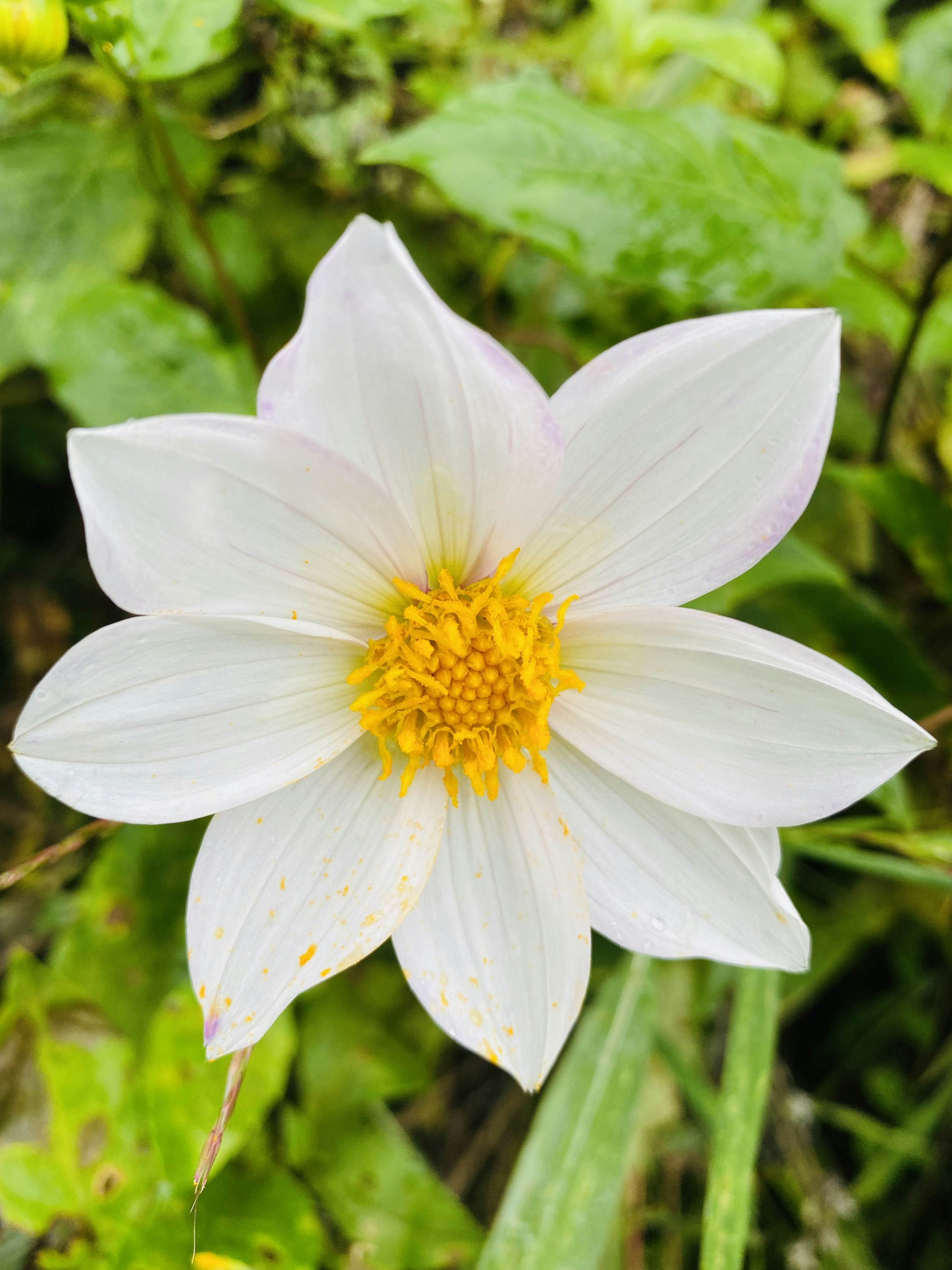 Photo by naturebyneha