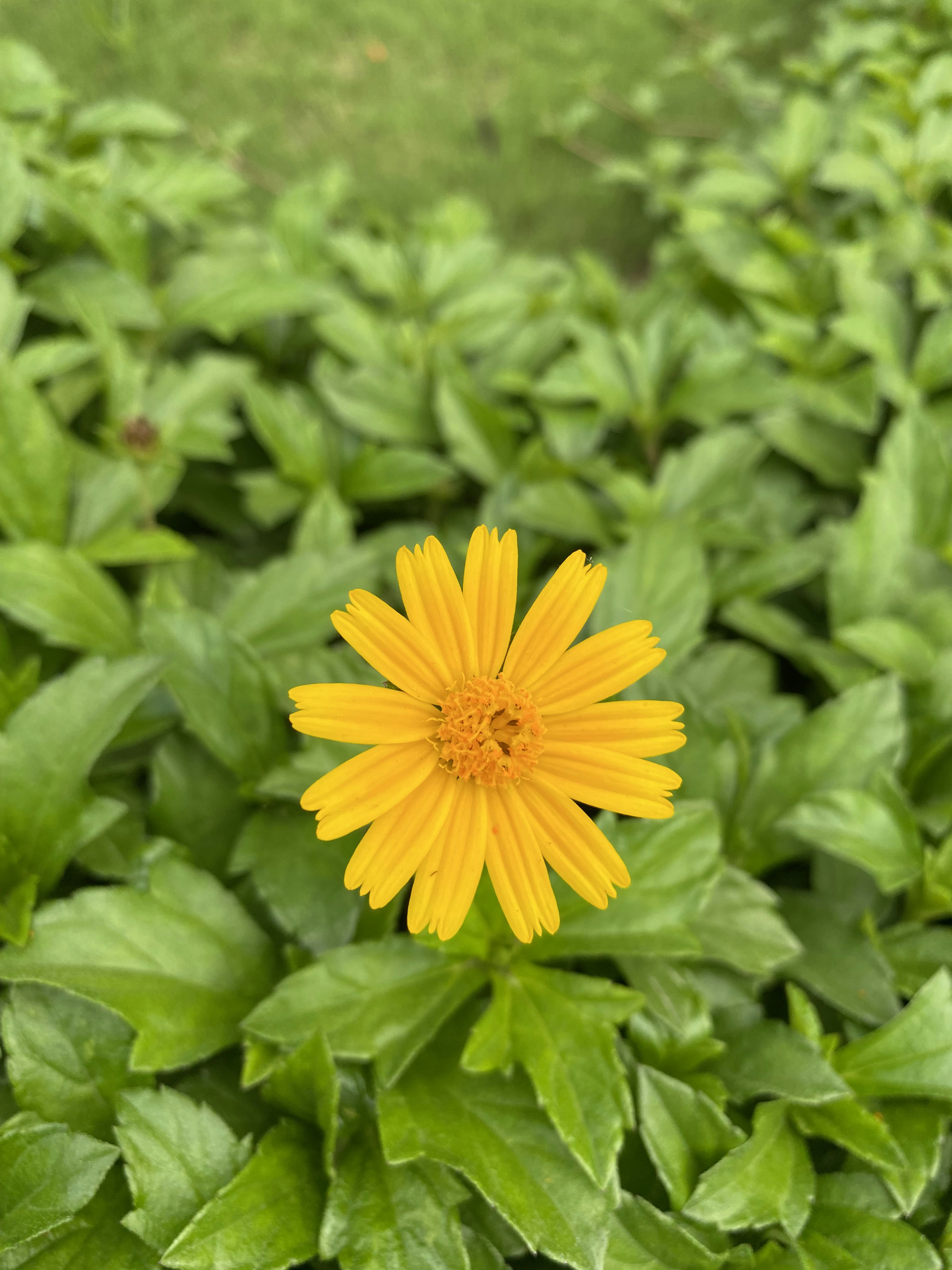 Photo by naturebyneha