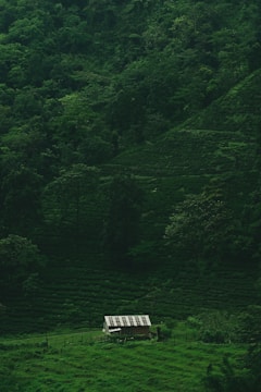 A small house with a patterned roof is nestled among lush, dense green foliage on a hillside. The surrounding landscape is dominated by varying shades of green from the grass, trees, and bushes, creating a natural and serene environment.